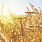 grain in a farm field at sunset time