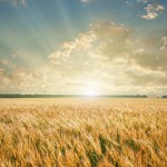 Wheat field on sunset