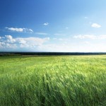 field of barley and sunny day