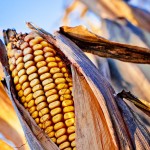Corn closeup on the stalk