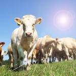 Young cows