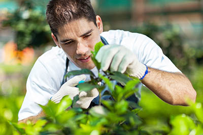 gardener in greenhouse